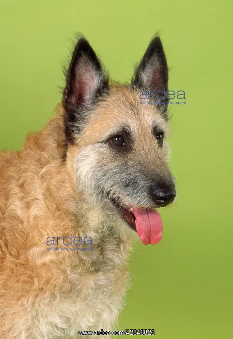  : Laekenois Dog