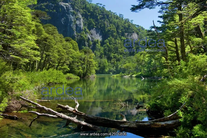 : Lago Chico - Chico Lake located amidst Valdivian : Lago Chico - Chico Lake located amidst Valdivian