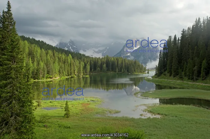 : Lago di Misurina / Misurina Lake with marginal fen : Lago di Misurina / Misurina Lake with marginal fen