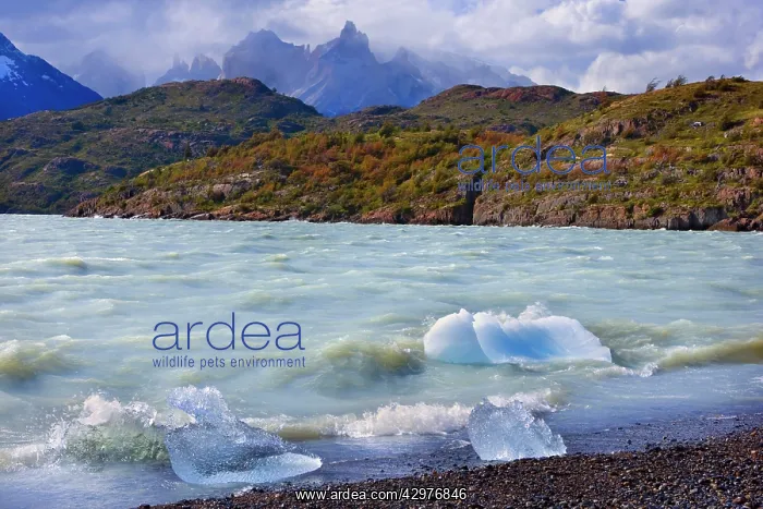 : Lago Grey - mountain scenery in autumn encompassing : Lago Grey - mountain scenery in autumn encompassing