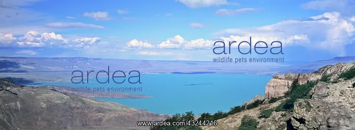 : Lago San Martin, Patagonia, Argentina : Lago San Martin, Patagonia, Argentina