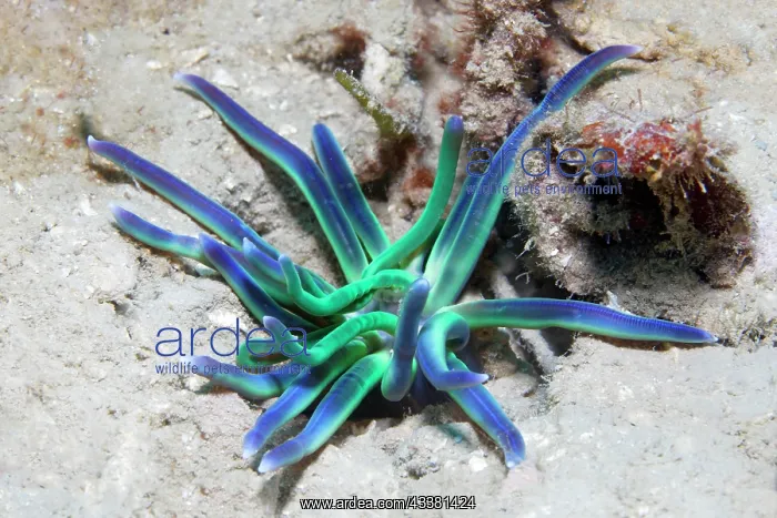 : Lagoon anemone (Condylactis), sandy bottom, Sulu : Lagoon anemone (Condylactis), sandy bottom, Sulu