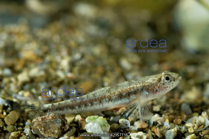 : Lagoon Gobies - male : Lagoon Gobies - male