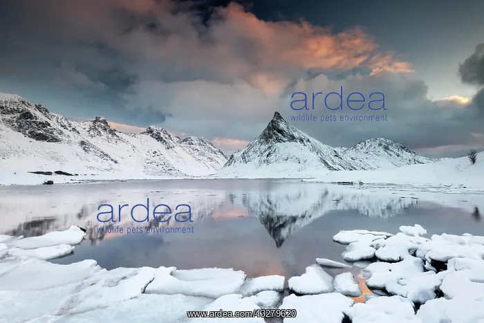 : Lagoon with ice floes, behind them snow-covered : Lagoon with ice floes, behind them snow-covered