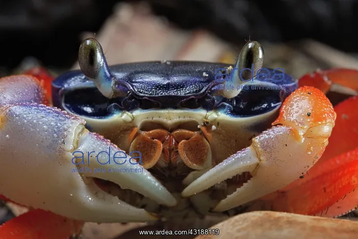 : Lagoon land crab (Cardiosoma armatum) Nigeria : Lagoon land crab (Cardiosoma armatum) Nigeria