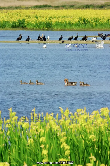 : Lagoon landscape - birds resting and feeding, between : Lagoon landscape - birds resting and feeding, between
