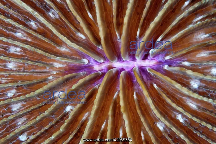 : Lagoon Mushroom Coral : Lagoon Mushroom Coral