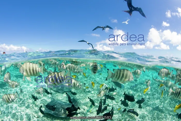 : Lagoon safari trip featuring Stingrays (Himantura : Lagoon safari trip featuring Stingrays (Himantura