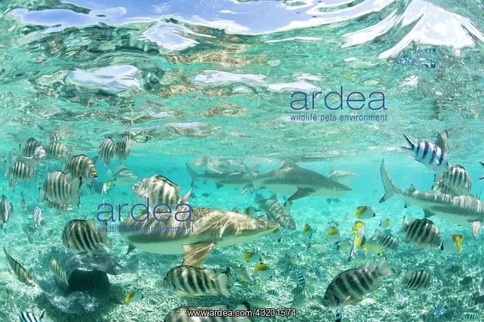 : Lagoon safari trip to snorkel, stingrays : Lagoon safari trip to snorkel, stingrays
