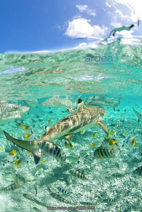 : Lagoon safari trip to snorkel, stingrays : Lagoon safari trip to snorkel, stingrays