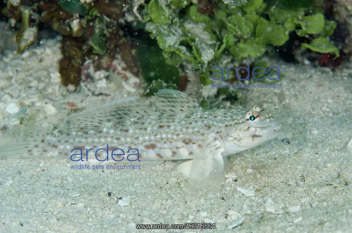  : Lagoon Sandgoby