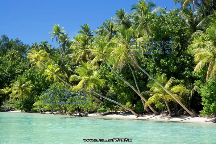 : Lagoon with a sandy beach and palm trees, Peleliu : Lagoon with a sandy beach and palm trees, Peleliu