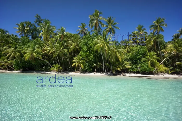 : Lagoon with a sandy beach and palm trees, Peleliu : Lagoon with a sandy beach and palm trees, Peleliu