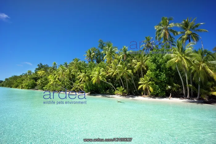 : Lagoon with a sandy beach and palm trees, Peleliu : Lagoon with a sandy beach and palm trees, Peleliu