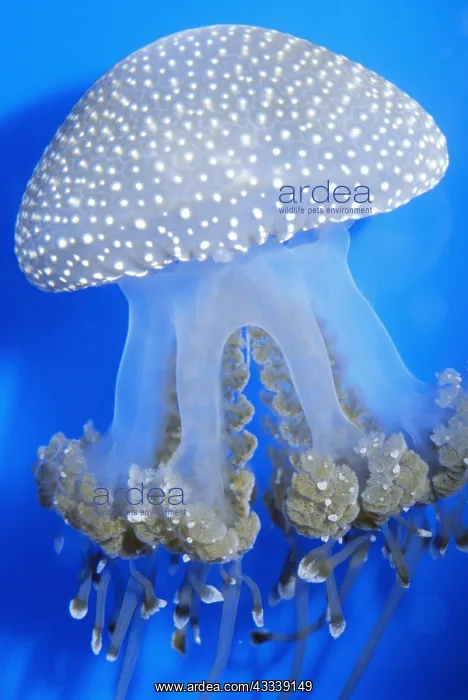 : Lagoon / White Spotted JELLYFISH : Lagoon / White Spotted JELLYFISH