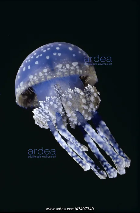 : Lagoon / White Spotted JELLYFISH - blue : Lagoon / White Spotted JELLYFISH - blue
