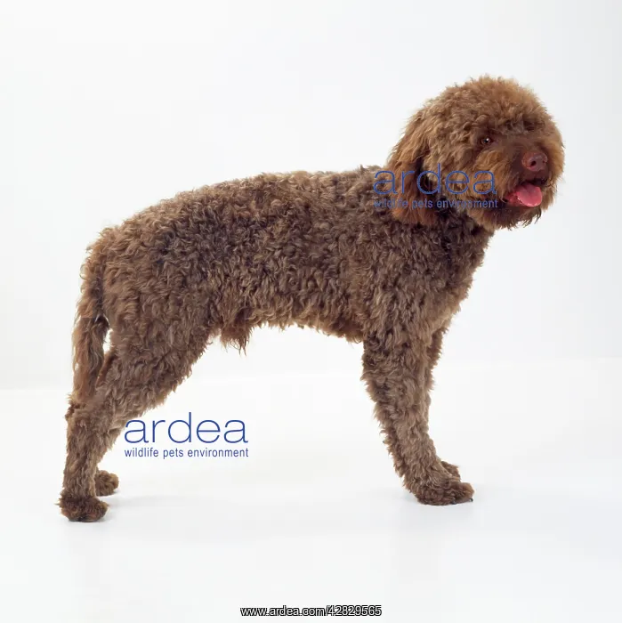 : Lagotto Romagnolo Dog : Lagotto Romagnolo Dog