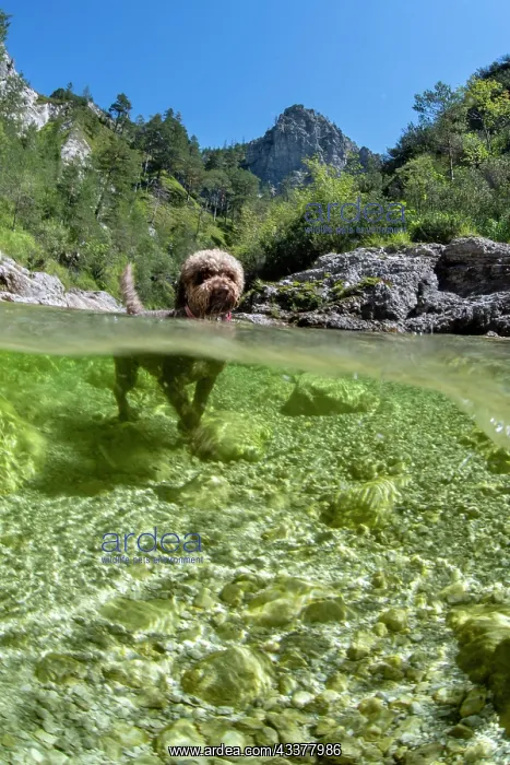 : Lagotto Romagnolo mountain stream of the 'ntschergrcben : Lagotto Romagnolo mountain stream of the 'ntschergrcben