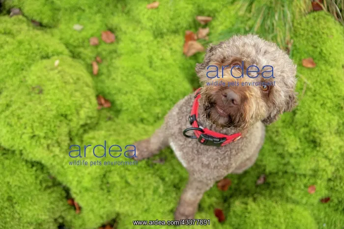 : Lagotto Romagnolo outdoor, bitch, truffle dog, Austria : Lagotto Romagnolo outdoor, bitch, truffle dog, Austria