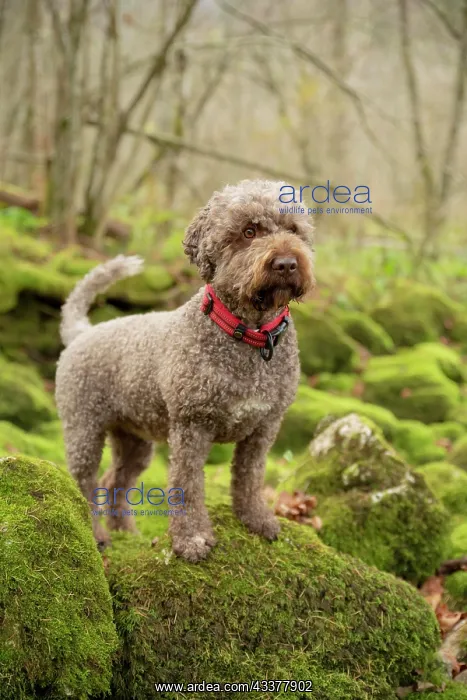 : Lagotto Romagnolo outdoor, bitch, truffle dog, Austria : Lagotto Romagnolo outdoor, bitch, truffle dog, Austria