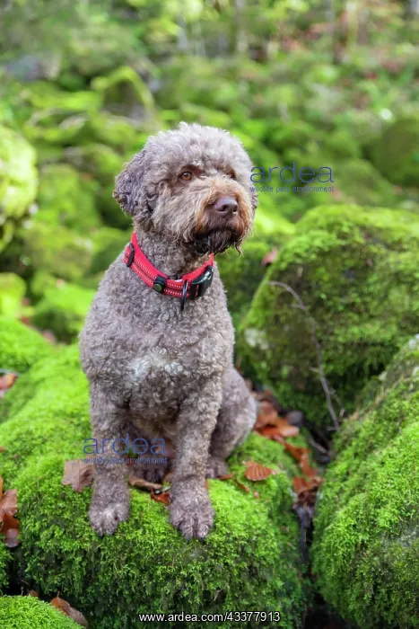 : Lagotto Romagnolo outdoor, bitch, truffle dog, Austria : Lagotto Romagnolo outdoor, bitch, truffle dog, Austria