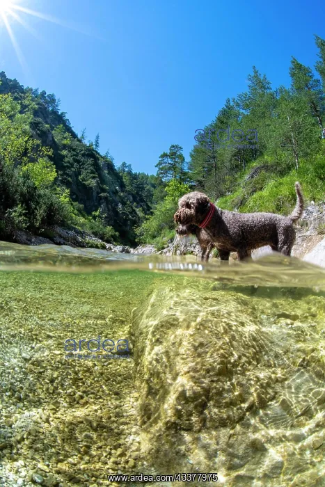 : Lagotto Romagnolo outdoor, bitch, truffle dog, Austria : Lagotto Romagnolo outdoor, bitch, truffle dog, Austria