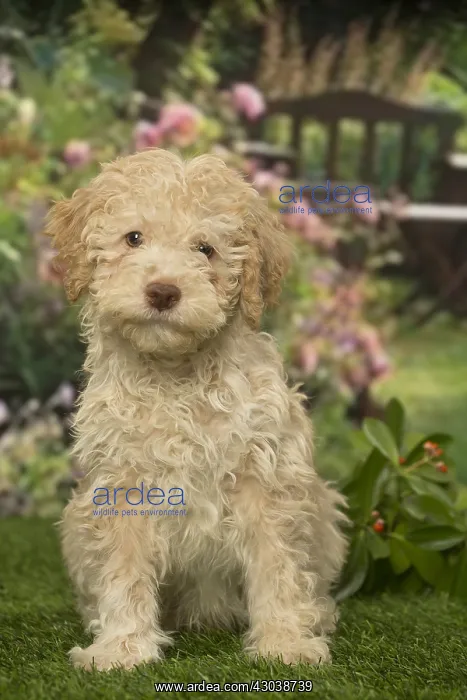 : Lagotto Romagnolo puppy outdoors in the garden : Lagotto Romagnolo puppy outdoors in the garden