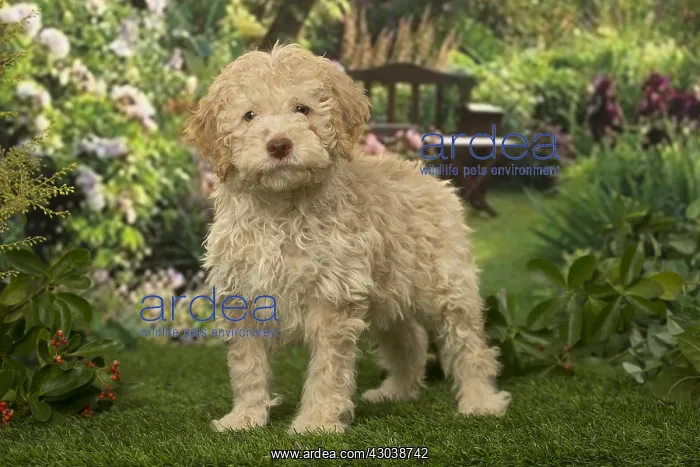 : Lagotto Romagnolo puppy outdoors in the garden : Lagotto Romagnolo puppy outdoors in the garden