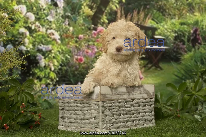 : Lagotto Romagnolo puppy outdoors in the garden : Lagotto Romagnolo puppy outdoors in the garden