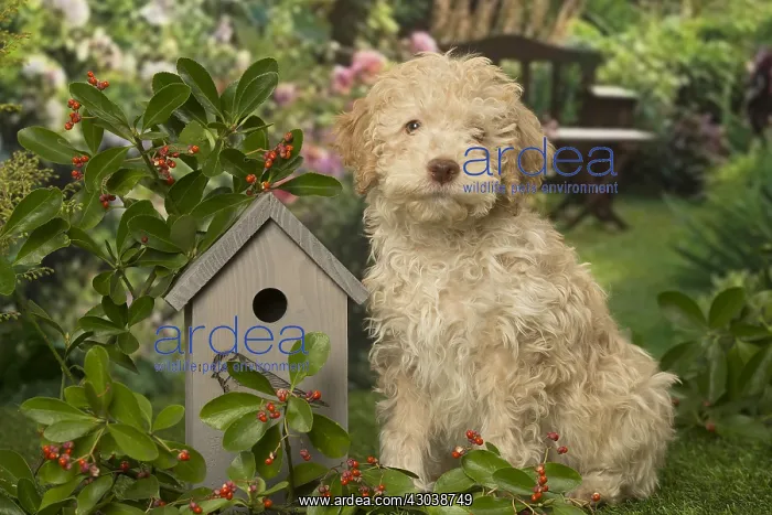 : Lagotto Romagnolo puppy outdoors in the garden : Lagotto Romagnolo puppy outdoors in the garden