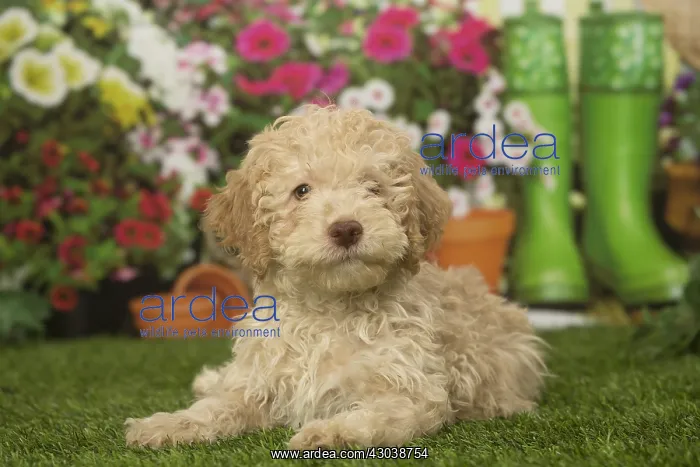 : Lagotto Romagnolo puppy outdoors in the garden : Lagotto Romagnolo puppy outdoors in the garden
