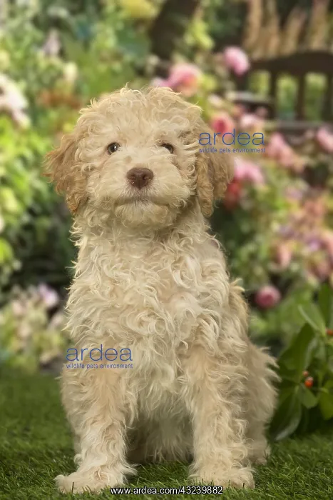 : Lagotto Romagnolo puppy outdoors in the garden : Lagotto Romagnolo puppy outdoors in the garden