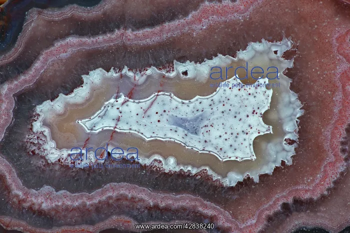  : Laguna Agate