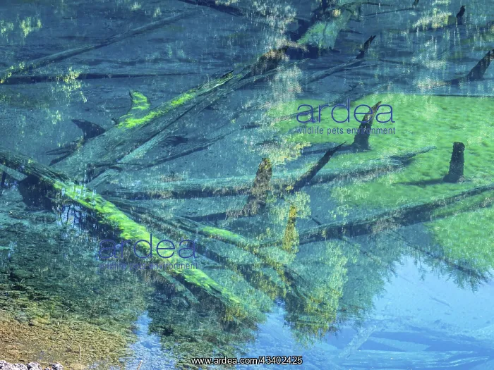: Laguna Arcoiris, dead trees in the lake, Conguillio : Laguna Arcoiris, dead trees in the lake, Conguillio