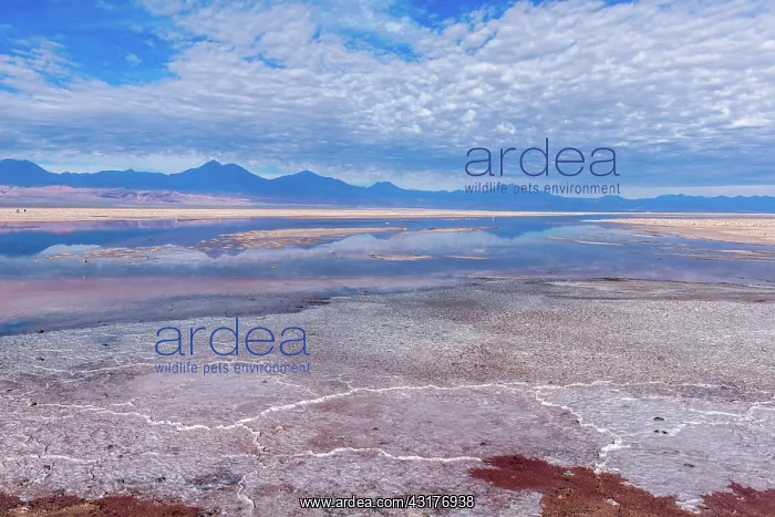: Laguna de Chaxa, Salar de Atacama, salt lake, Atacama : Laguna de Chaxa, Salar de Atacama, salt lake, Atacama