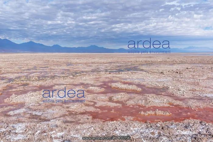 : Laguna de Chaxa, Salar de Atacama, salt lake, Atacama : Laguna de Chaxa, Salar de Atacama, salt lake, Atacama