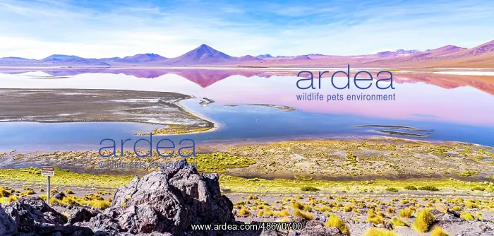: Laguna Colorada, Bolivia. Panorama view of lake in : Laguna Colorada, Bolivia. Panorama view of lake in
