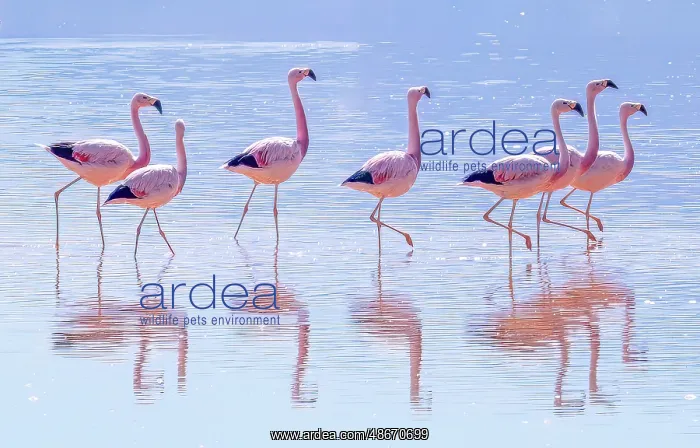 : Laguna Colorada, Bolivia. Portrait of flock or stand of : Laguna Colorada, Bolivia. Portrait of flock or stand of