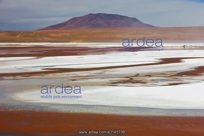 : Laguna Colorada containing white borax islands : Laguna Colorada containing white borax islands