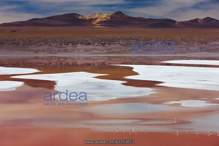 : Laguna Colorada is a shallow red lagoon containing white bor : Laguna Colorada is a shallow red lagoon containing white bor
