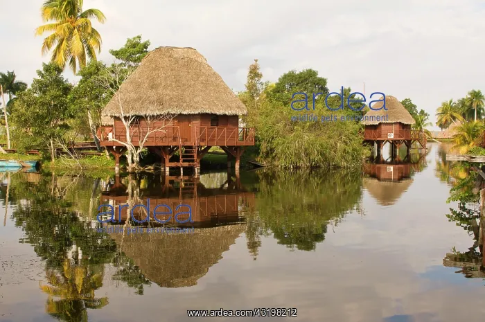 : Laguna del Tesoro, Treasure Lagoon, palm trees and : Laguna del Tesoro, Treasure Lagoon, palm trees and