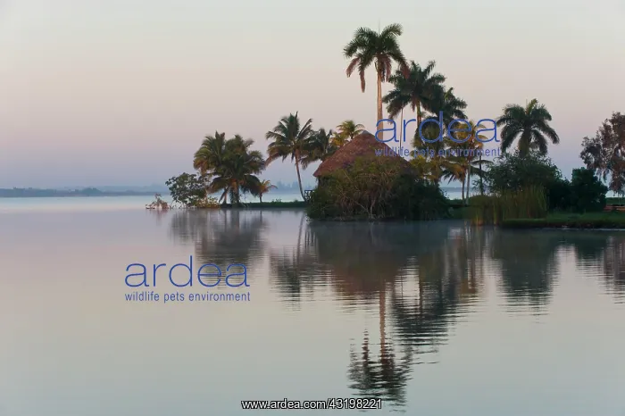 : Laguna del Tesoro, Treasure Lagoon, palm trees and : Laguna del Tesoro, Treasure Lagoon, palm trees and