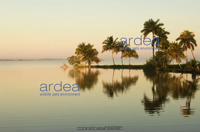 : Laguna del Tesoro, Treasure Lagoon at sunrise, Zapata : Laguna del Tesoro, Treasure Lagoon at sunrise, Zapata