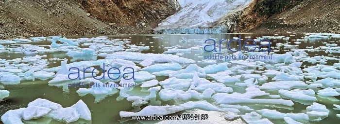 : Laguna Piedras Blancas, Los Glaciares National : Laguna Piedras Blancas, Los Glaciares National