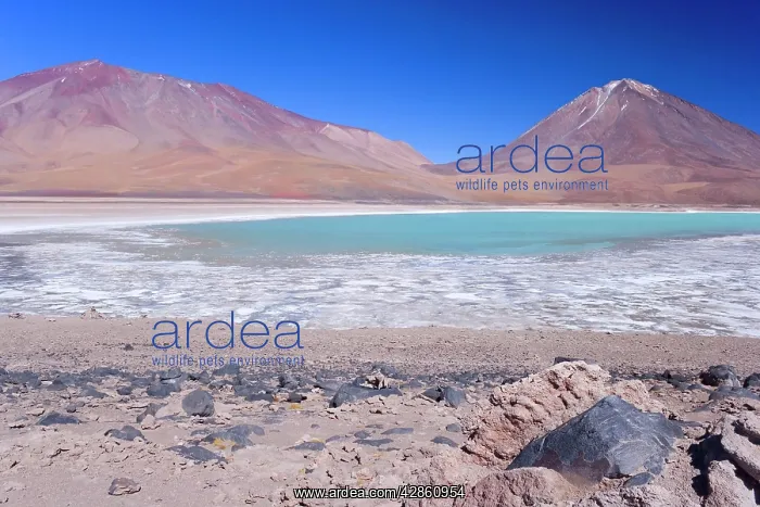 : Laguna Verde and Volcano Licancabur - turqoise : Laguna Verde and Volcano Licancabur - turqoise