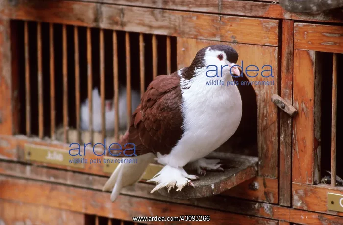 : Lahore pigeon : Lahore pigeon