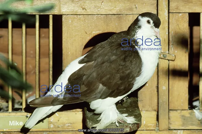 : Lahore Pigeon : Lahore Pigeon