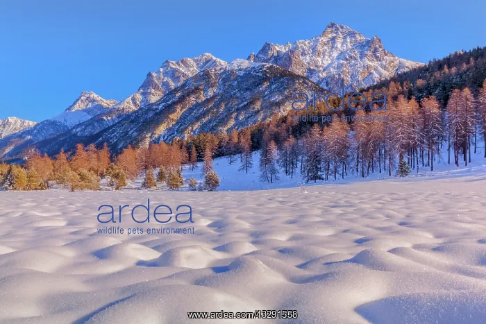 : Lai Nair - snow covered mountainscape with peaks of Piz Lisc : Lai Nair - snow covered mountainscape with peaks of Piz Lisc