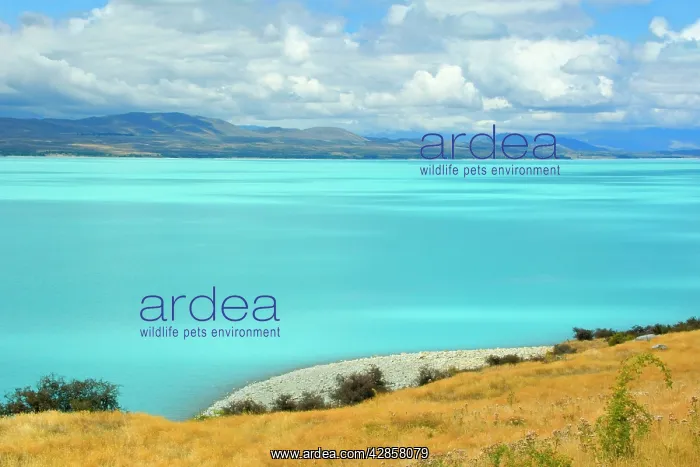 : Laka Pukaki - milky blue water of Lake Pukaki makes : Laka Pukaki - milky blue water of Lake Pukaki makes