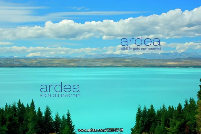 : Laka Pukaki - milky blue water of Lake Pukaki makes : Laka Pukaki - milky blue water of Lake Pukaki makes